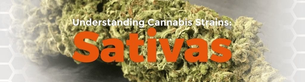 Understanding Cannabis Strains: Sativas