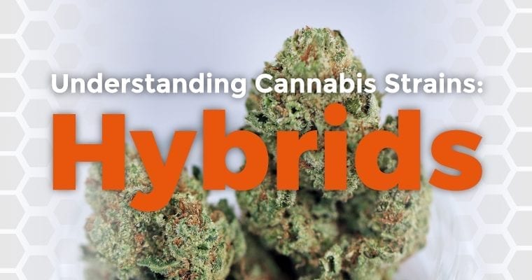Understanding Cannabis Strains: Hybrids