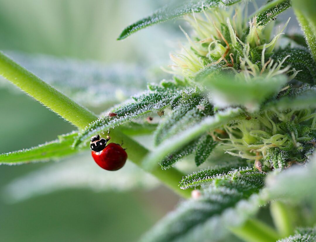 Lifestyle Hero – Ladybug