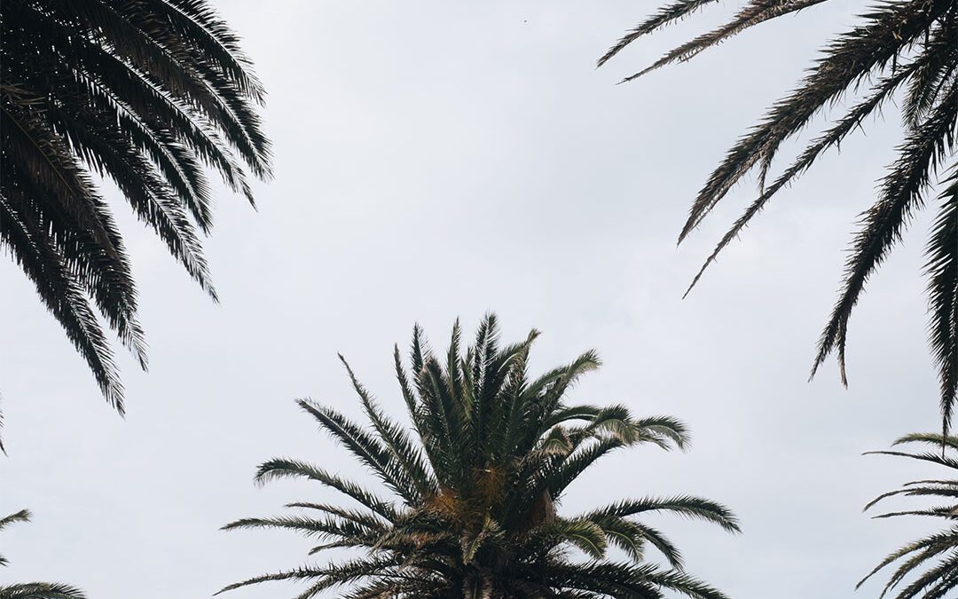 Lifestyle Hero – Palm Trees