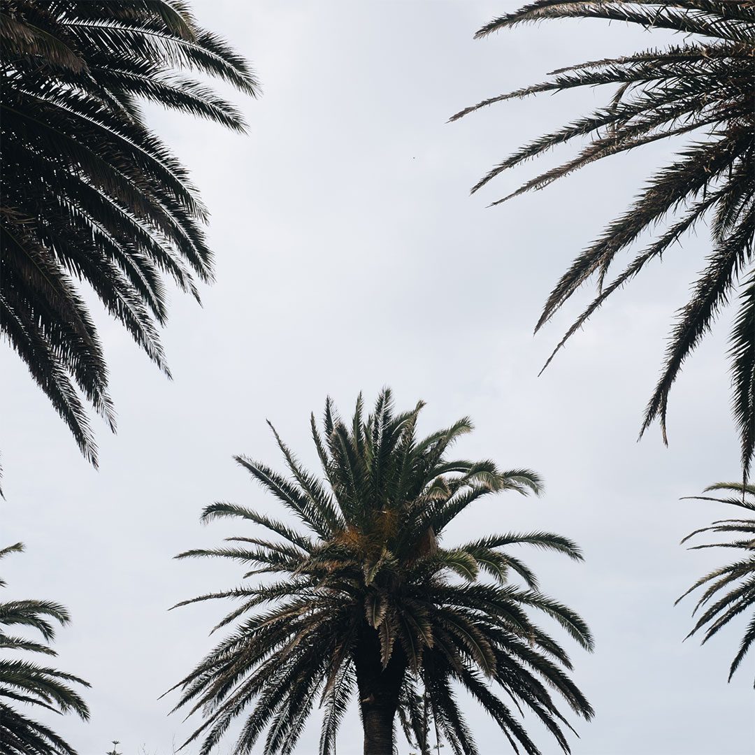 Lifestyle Hero – Palm Trees