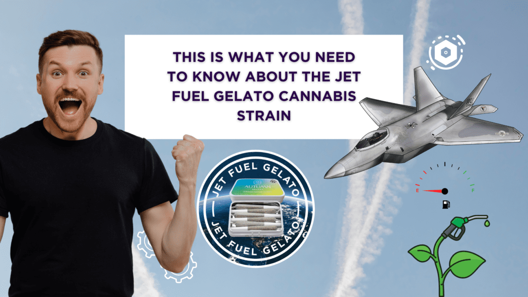 Jet Fuel Gelato is a hybrid strain of cannabis that has quickly gained popularity among cannabis enthusiasts. This strain is a cross between the famous Gelato strain and the Jet Fuel strain, resulting in a powerful combination of flavors and effects.