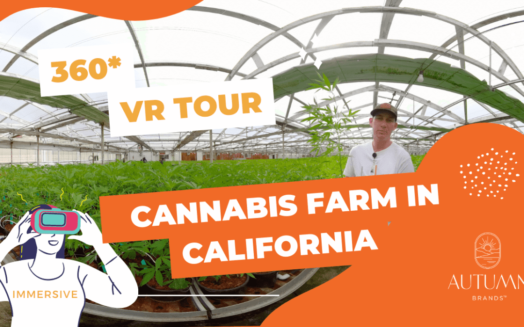 Cannabis Farm in VR + 360 Degrees
