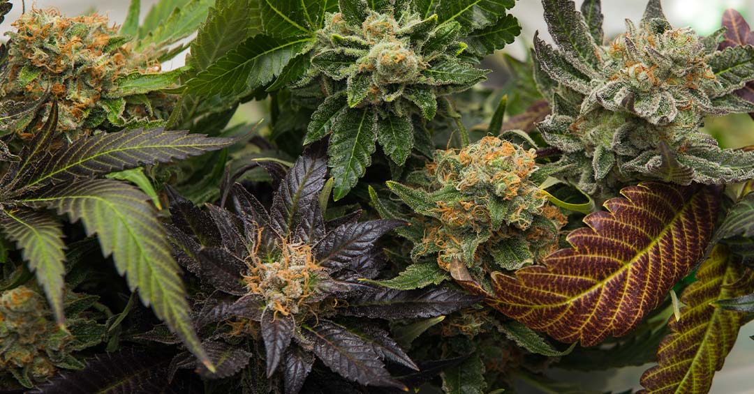 From Pumpkin Spice to Pine: Terpenes That Define Fall Cannabis