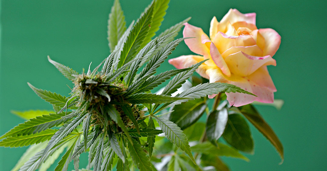 How Cannabis Can Make You a Better Mom