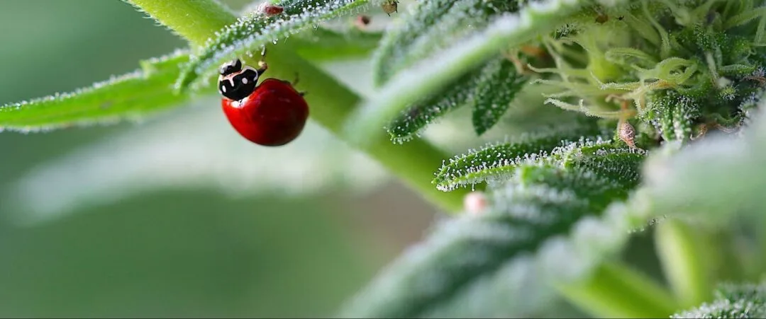 Naturally grown cannabis with beneficial insects at Autumn Brands